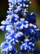 blooming hyacinth blossom