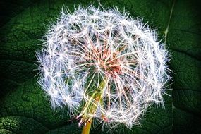 Dandelion with seeds near the green leaf