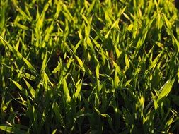 seed field green grass