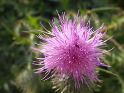 pink fluffy thistle