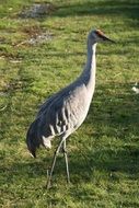 lesser sandhill crane bird