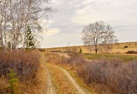 autumn bushes along a country trail