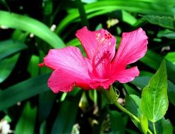 pink hibiscus flower in the park