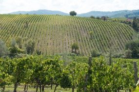 winegrowing in tuscany