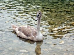 young swan on the water