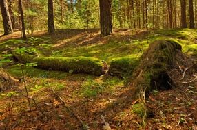 moss like forest litter