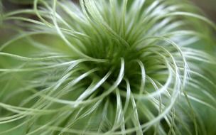 lush green plant close up