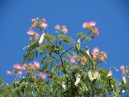 flowering persian silk tree