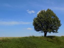 lonely tree on a summer meadow on a sunny day