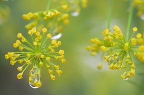 yellow flowers with drops of water close-up on a blurred background