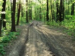 rough forest road