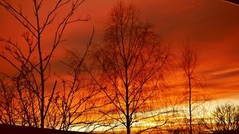 trees silhouettes at red sunset afterglow