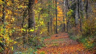 bright autumn forest in sunny day