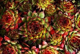 Succulents plants with colorful leaves