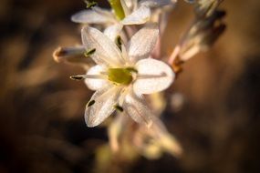 Light white flowers