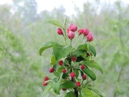 branch with pink flowers in spring