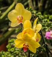 closeup photo of Yellow orchid flowers in the garden