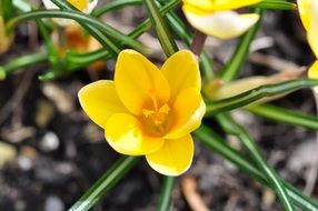 crocus blossoms in spring