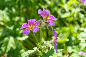three purple bouquet of cranesbill