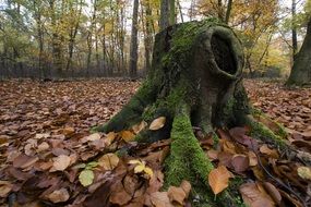 Tree with the moss in autumn in the forest