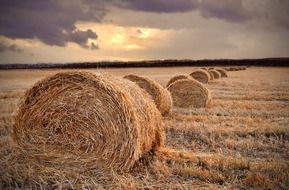Landscape of parcel field in autumn