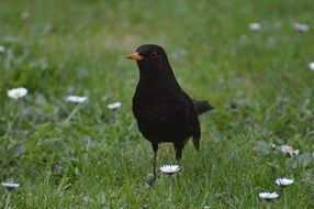 blackbird on the grass