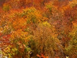 Photo of an autumn forest