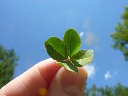 four leaf clover in hand