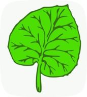 green leaf, illustration