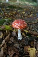 red fly agaric mushroom with white dots