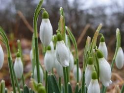 Dew on the flowers in spring