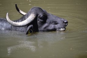 buffalo in water