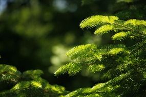 Macro photo of green leaves on a branch