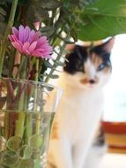 cat flower cute