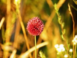 red wildflower