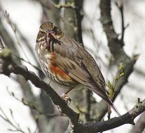 perched thrush in spring