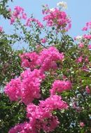 flower garden nature