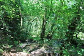 green woods trees