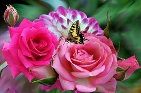 butterfly on pink rose, collage