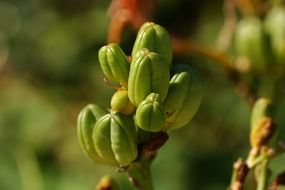 plant with green buds close up
