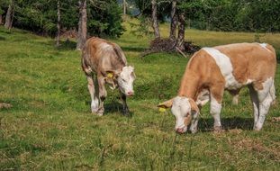 calves in a green meadow