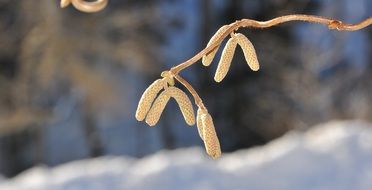 buds of the Hazel close up