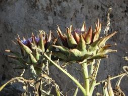artichoke plant healthy food