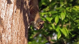 squirrel on a tree in tei close-up