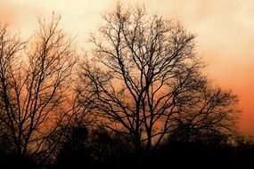 landscape of kassel trees at the sunset