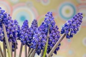 bush of grape hyacinth flowers