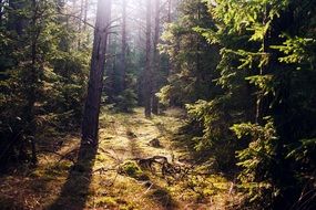 landscape of The sun's rays among the forest trees