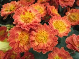 orange chrysanthemums