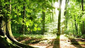 bright sunlight in forest at summer