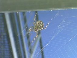 spider on the web on the window